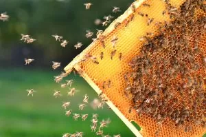 31902245 – hardworking bees on honeycomb in apiary