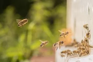 45605077 – bees flying towards bee hive