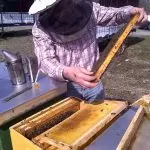 Der Honig und die Imkerei