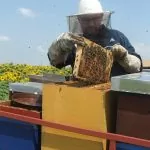 Der Honig und die Imkerei