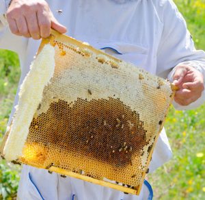 23454271 – beekeeper demonstrates honeycomb frame full with honey