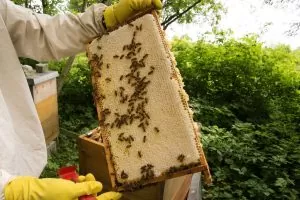58667581 – beekeeper at a bee colony in a apiculture in germany.