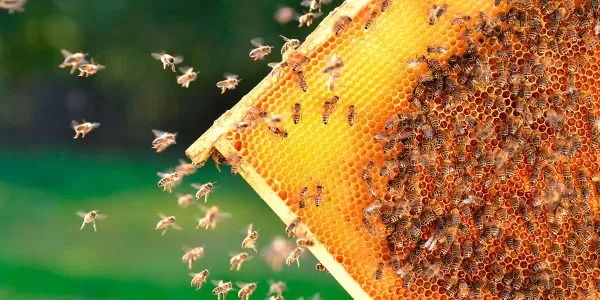 Überblick der Honigsorten