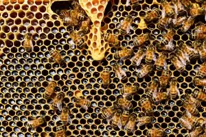 apis-mellifera-bee-beehive-56876
